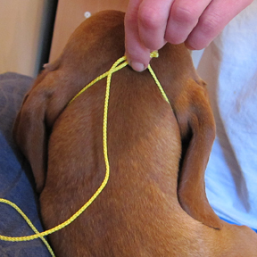 measure you dogs neck for a new collar